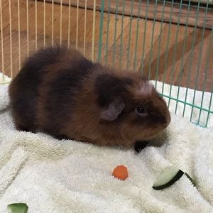 Meet your Posher, Alina